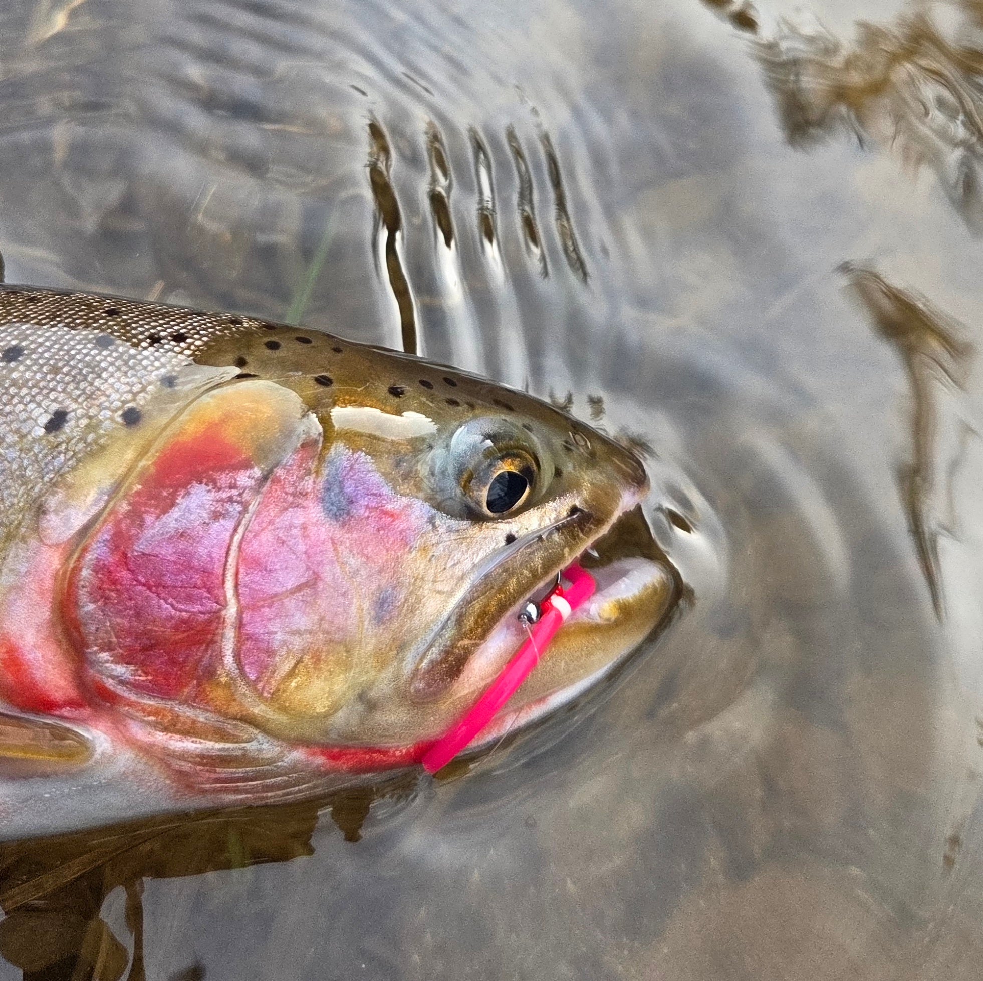 Close-up of a cutthroat trout with a squirmy saddle in its mouth.